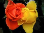 Orange and Yellow Roses