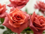 Beautiful Roses