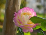 Hybrid Tea Rose