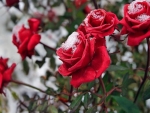 Frozen rose
