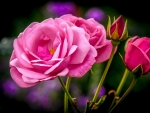 Pink roses