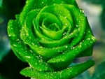 Drops on Green Rose