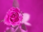 Charming Rose â™¥