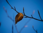 The last Leaf