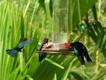 Hummingbirds