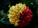 Twin Color Dahlia