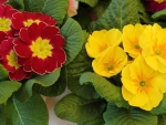 Primrose Pots