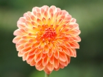 Dahlia