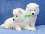 White Puppies