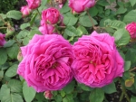 Pink Roses