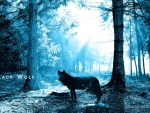Black Wolf