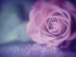 Lovely Rose