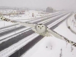 snowy owl
