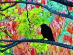 Black Crow on the Branch