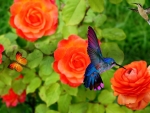 Humming Bird and Butterfly