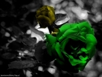 Green Roses