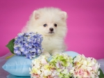 Cute Puppy