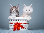 Maine Coon Kittens