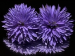 Purple Aster