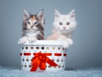 Sweet Kittens in Basket