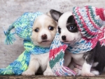 Puppies Couple