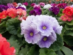 Colorful Primroses