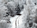 Winter Path