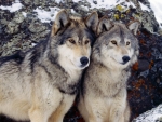 Winter Wolfs