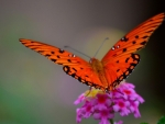 Butterfly on Flowers