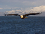Great North American Bald Eagle