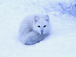 Winter Fox