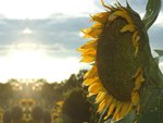 Sunset On Sunflower