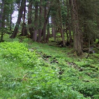 Green mountain forest