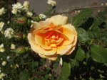 LOVELY ORANGE ROSE