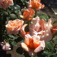 ROSES ARE ORANGE OR PINK MY LOVE