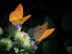 Butterflies on Flowers