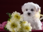 Bichon Frise Puppy