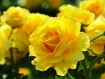Yellow Roses