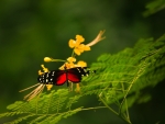 Butterfly on Flowers
