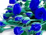 Blue Roses