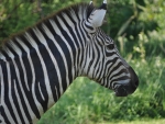 Is a Zebra White with Black Spots?