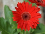 Gerbera