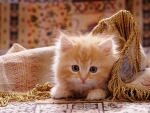Ginger Kitty