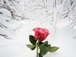 Frozen Rose