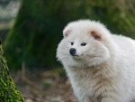 White Puppy