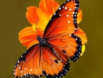 Butterfly on Flower