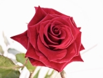 Lovely Red Rose