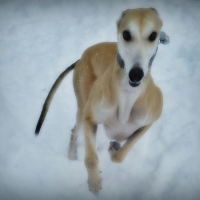 Blaze Loving the Snow