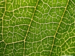 Green veins
