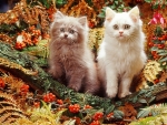 Autumn kittens